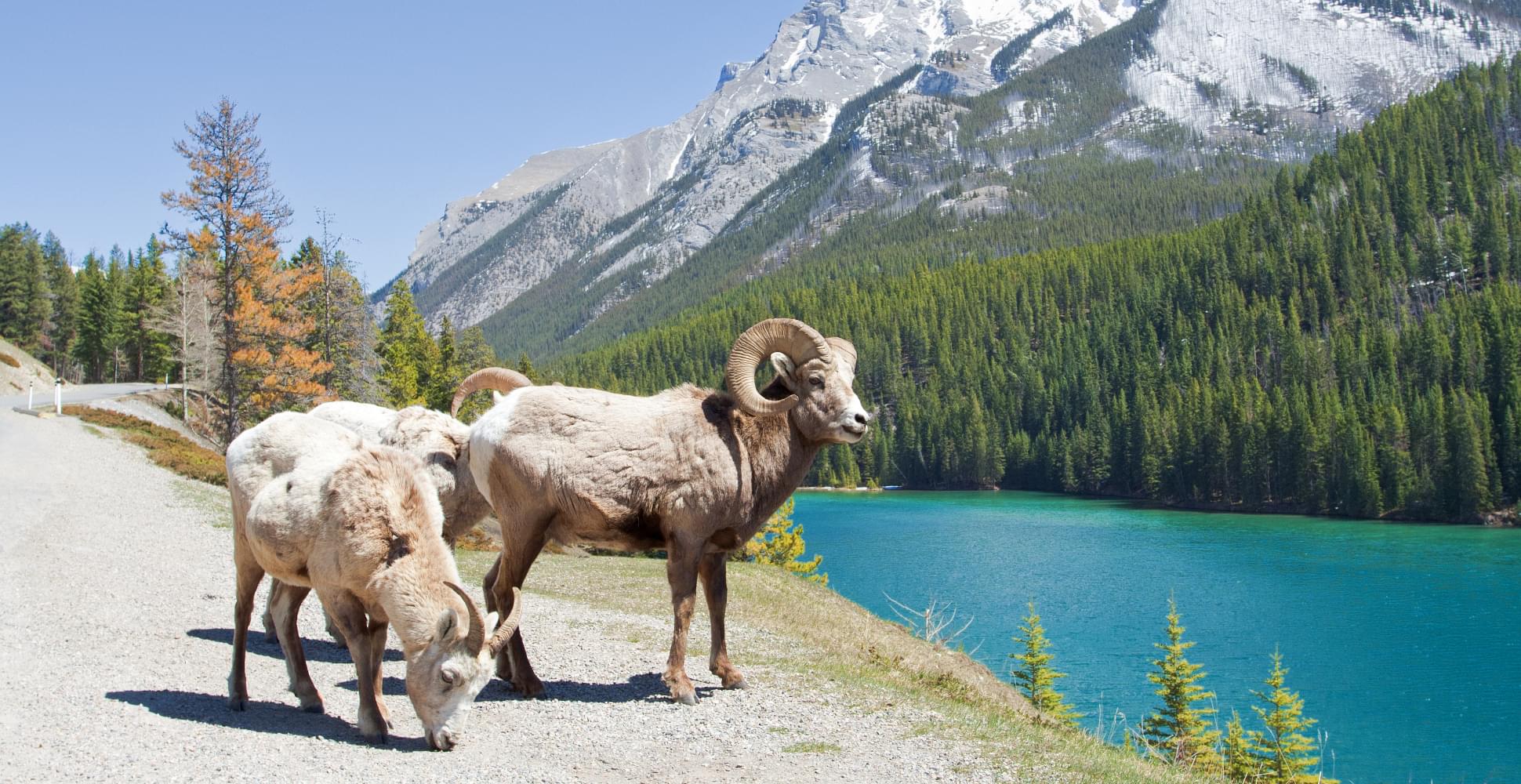 Bighorn rams in the blue sky