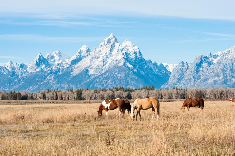 horses grazing in a field with the grand teton in the background