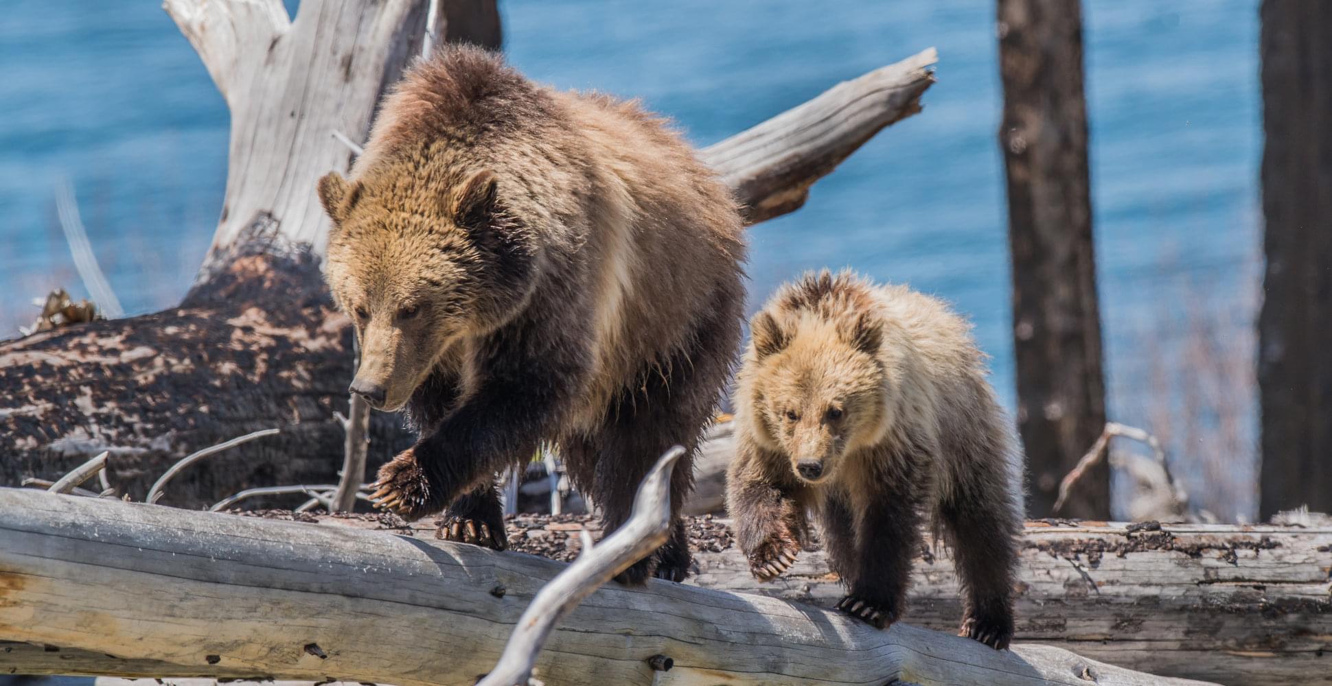 Grizzly bears in the Lamar Valley of Yellowstone National Park