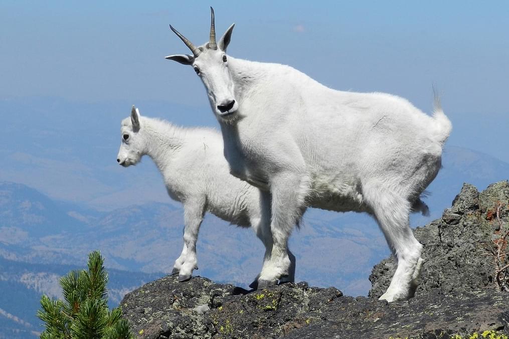 mountain goats in glacier national park