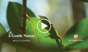 gecko on leaf in wild florida during off the beaten path small group adventure