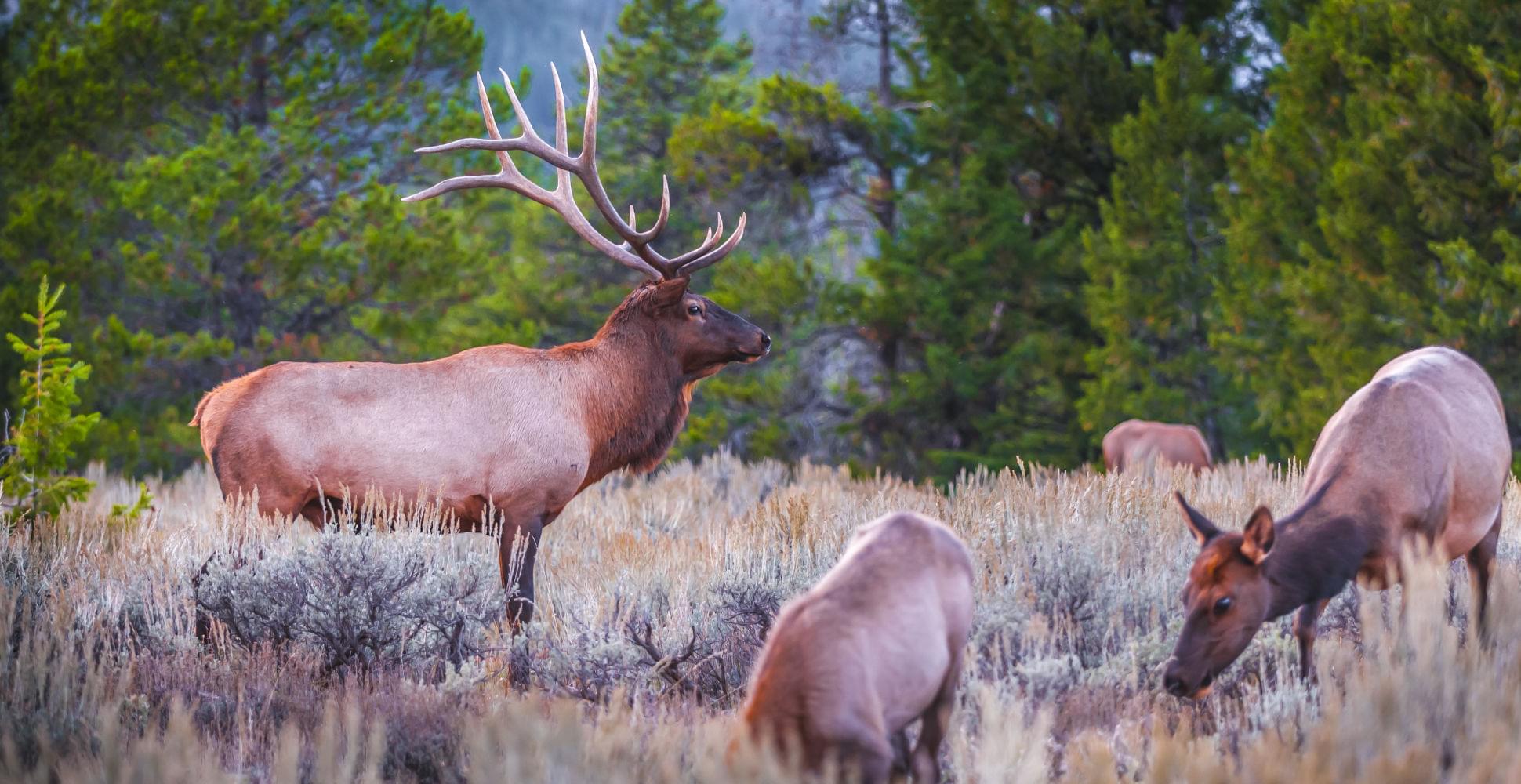 Elk in Grand Teton National Park