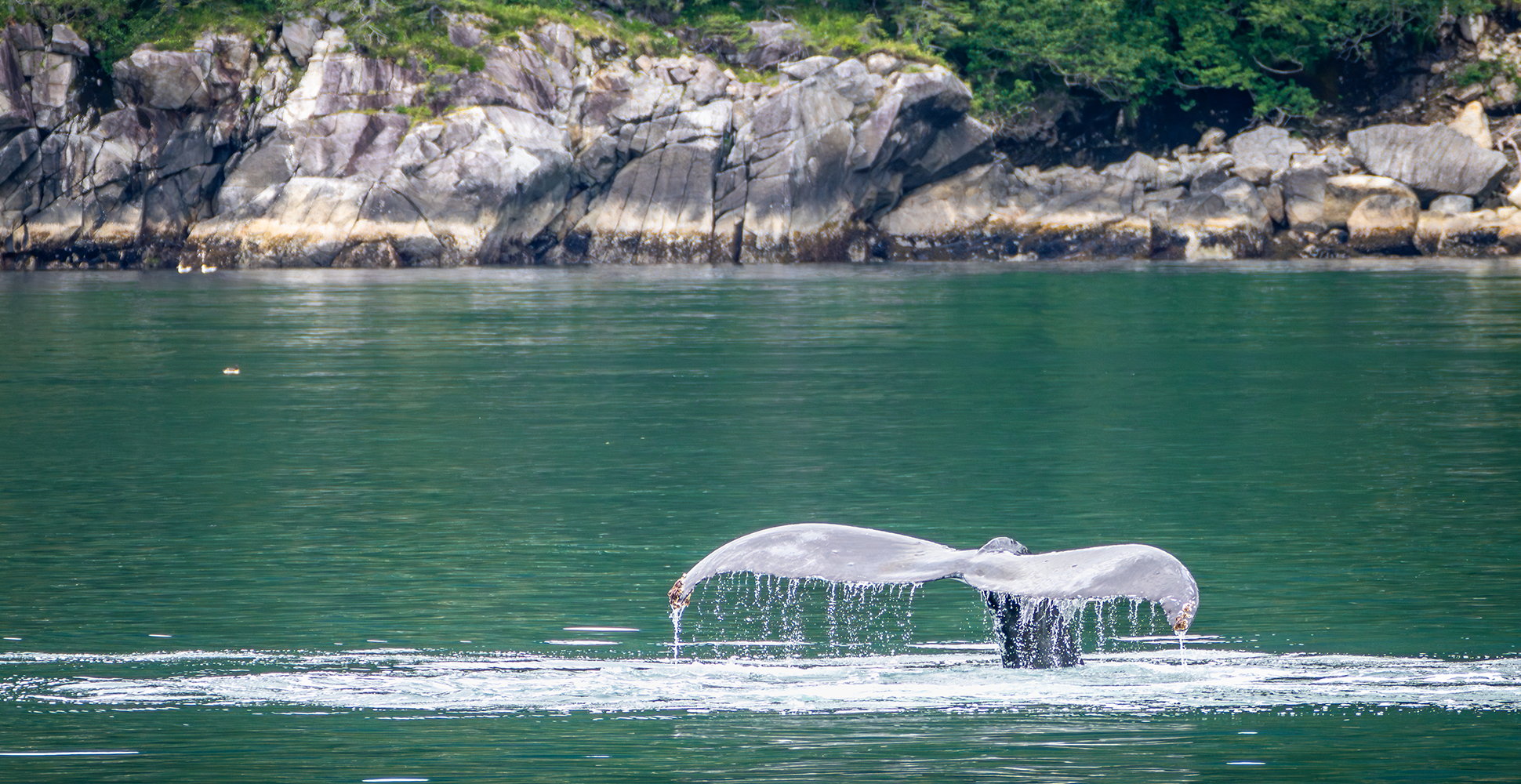 Humpback whale, Kenai Fjords National Park