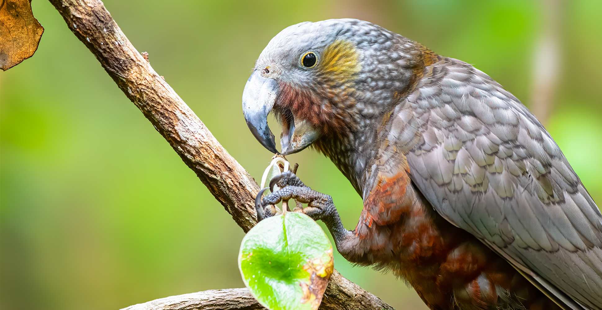 Kaka Parrot on Stewart Island