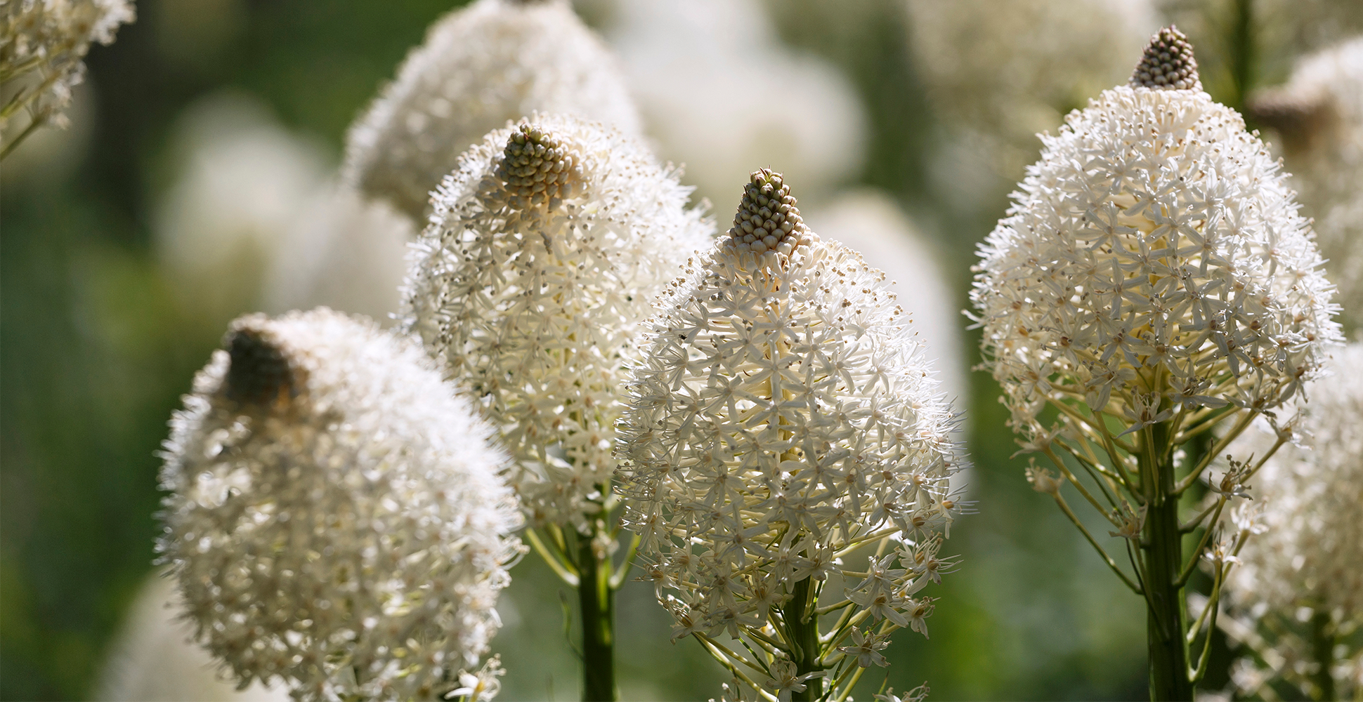 Beargrass