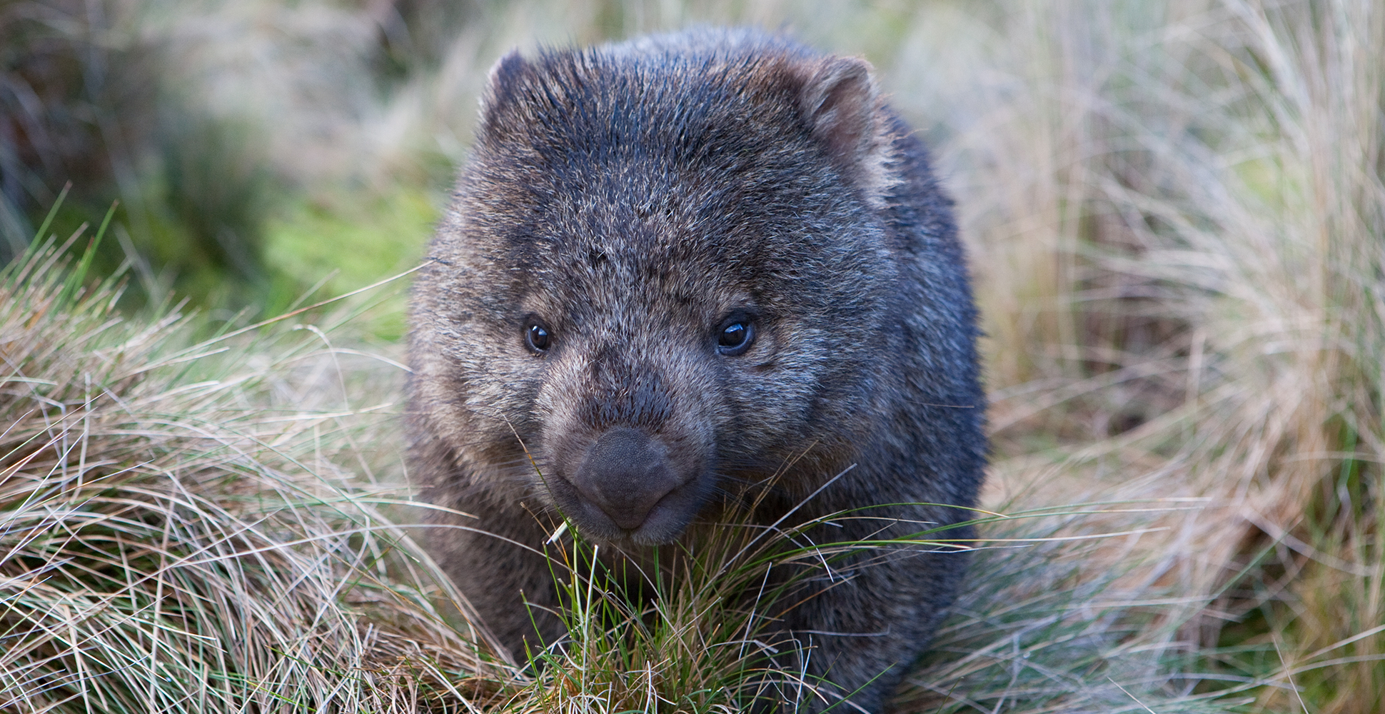 Wombat, Australia