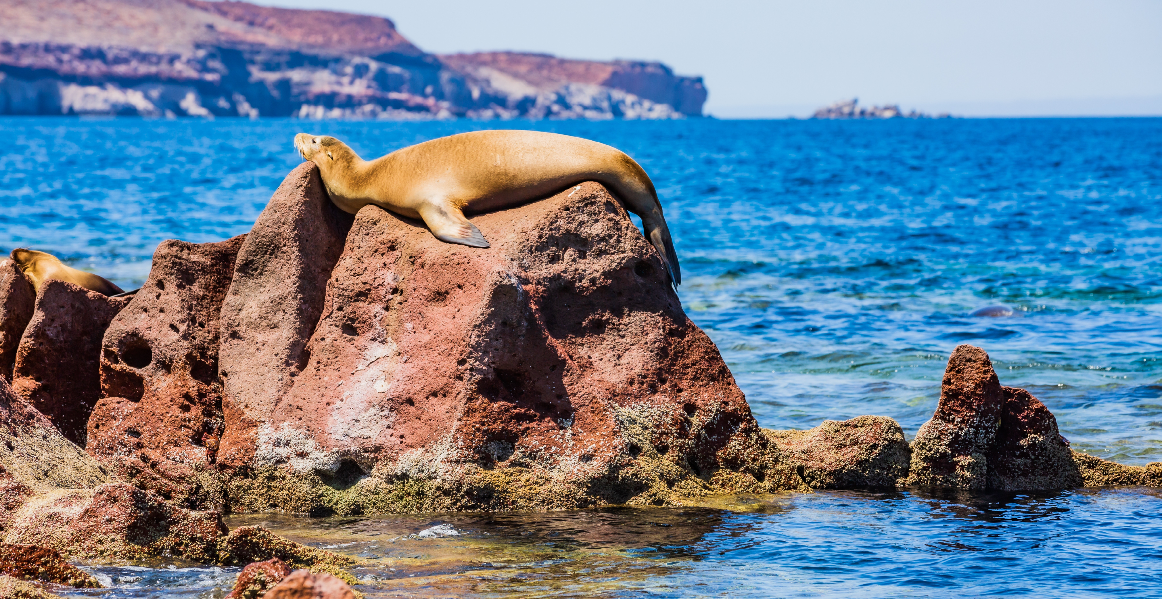 A Sea Lion Rests on a Sunny Rock