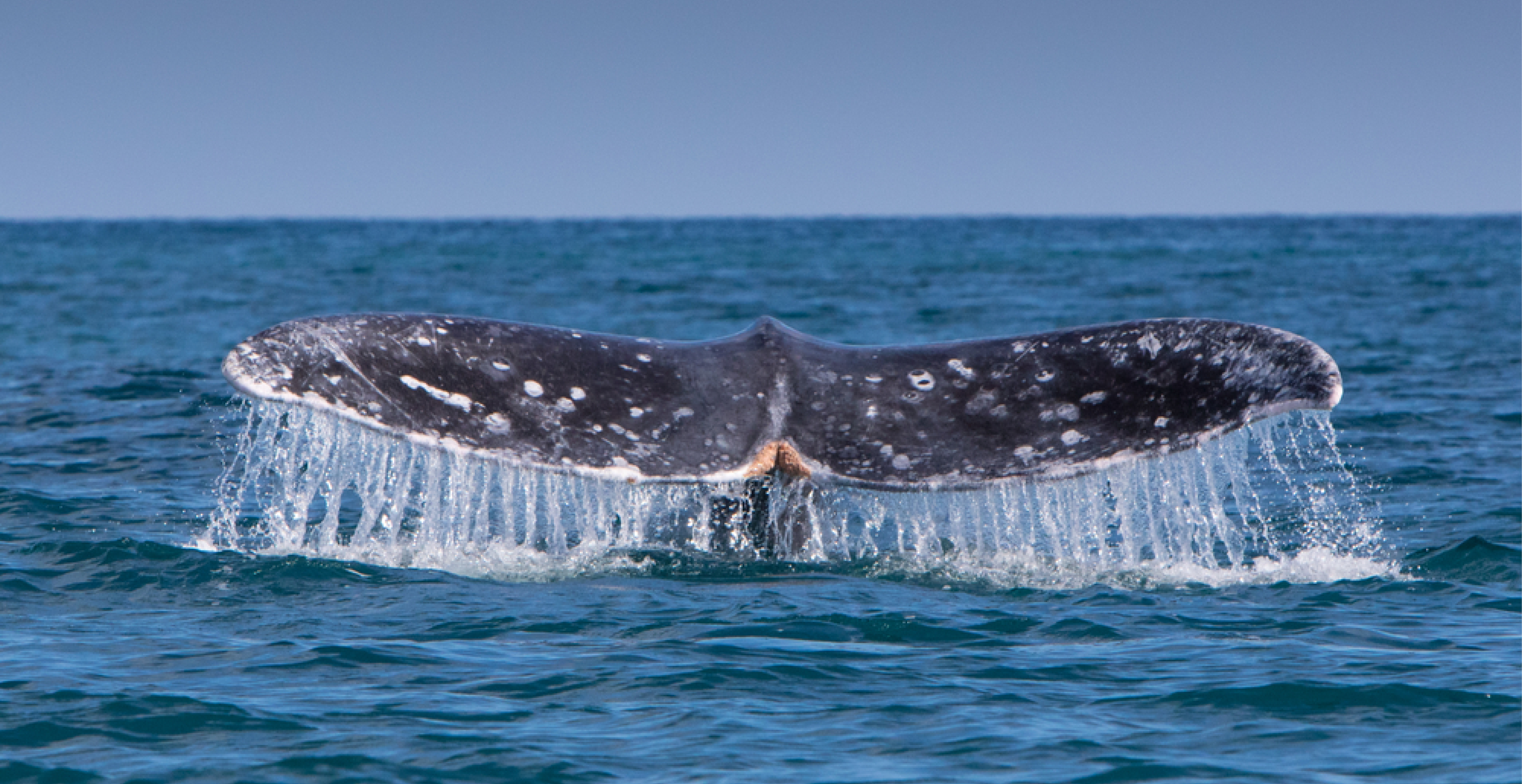 A Gray Whale 