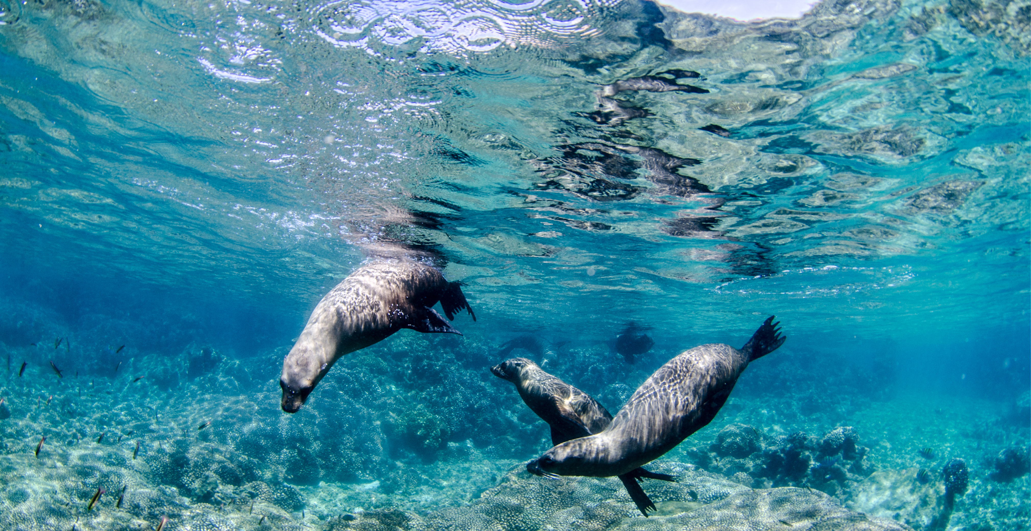 Sea Lions Swimming