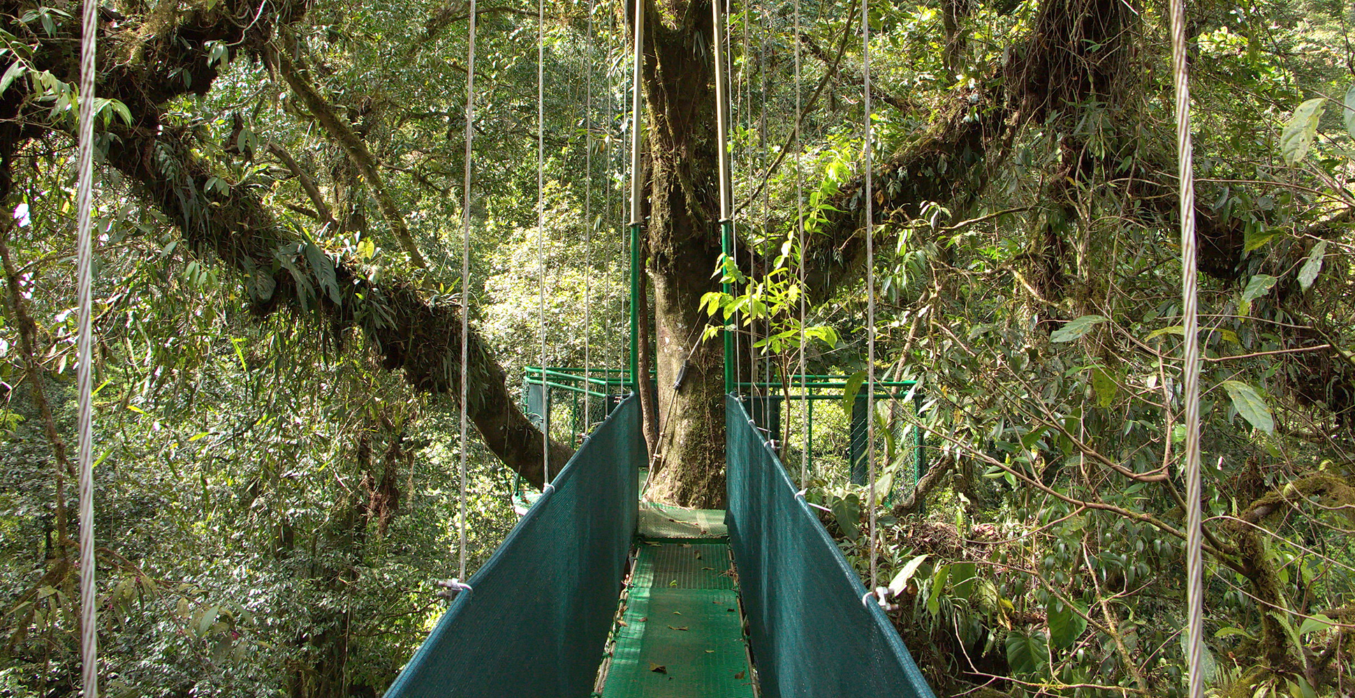 Heliconias Rainforest