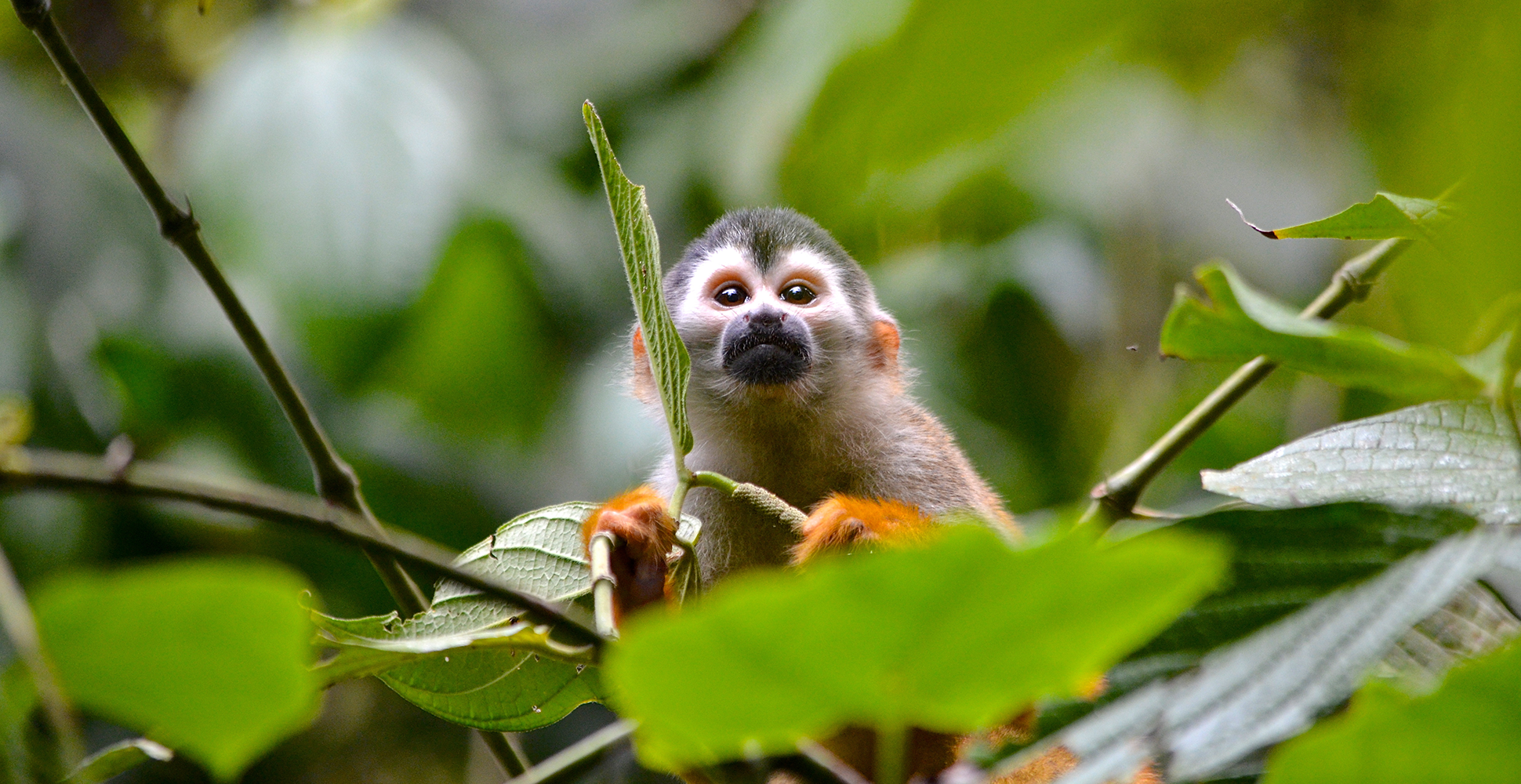Squirrel Monkey