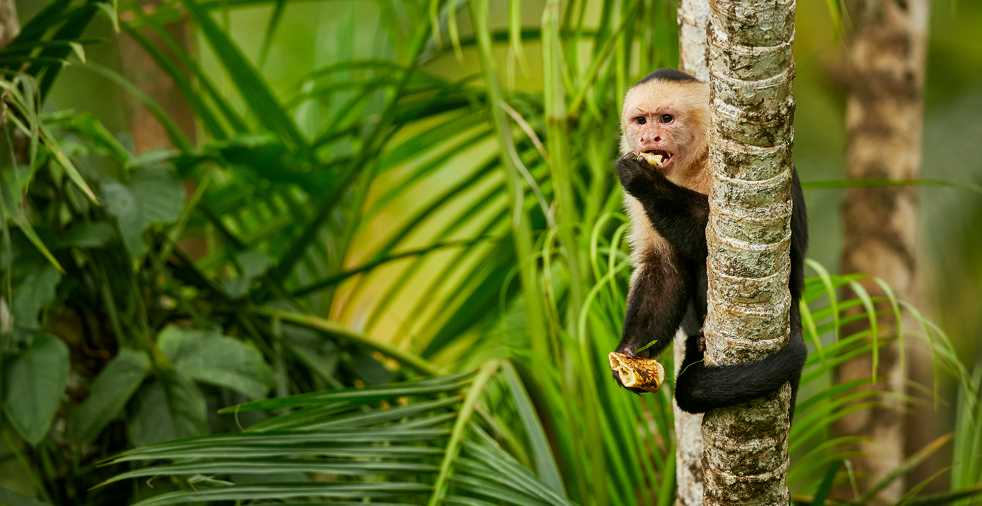 Costa-Rica-Region-Web_0001_shutterstock_1013561365