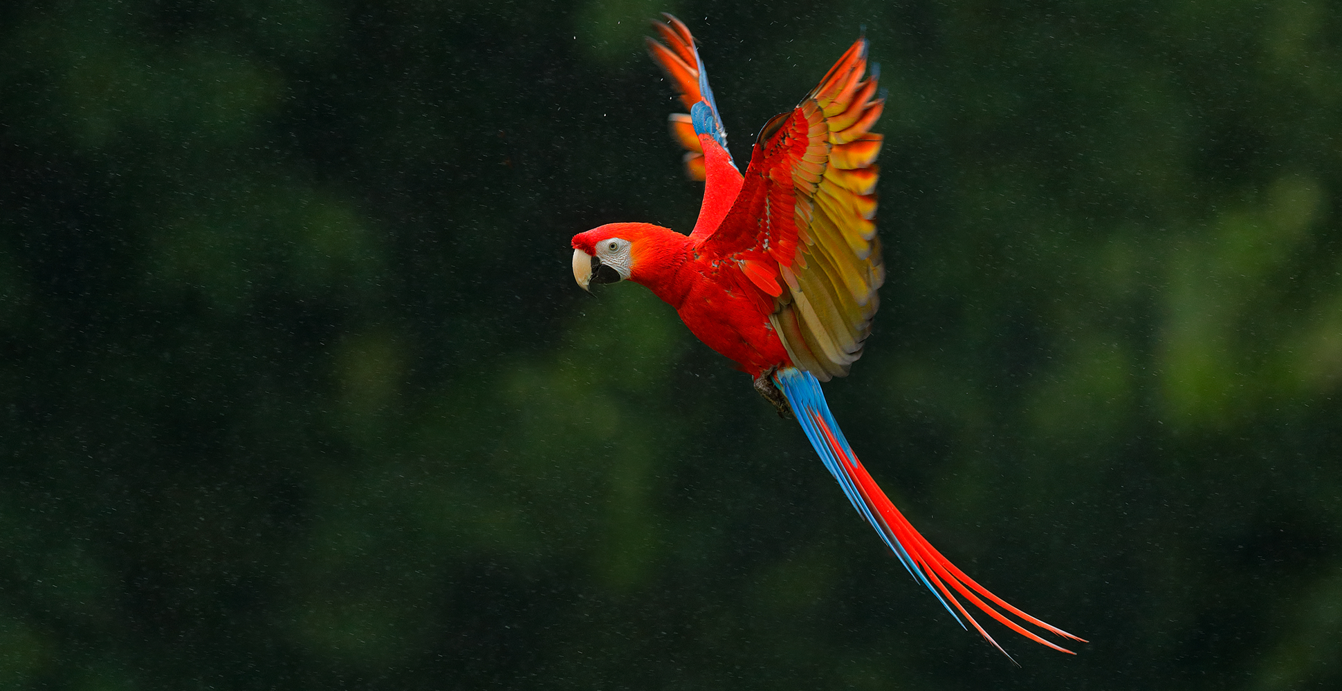 Costa-Rica-Region-Web_0004_scarlet_macaw_shutterstock_672433252